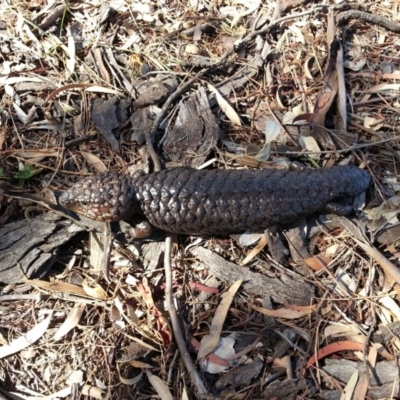 Tiliqua rugosa (Shingleback Lizard) at Hackett, ACT - 8 Mar 2016 by waltraud