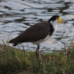 Vanellus miles (Masked Lapwing) at Point Hut Pond - 17 Nov 2015 by michaelb
