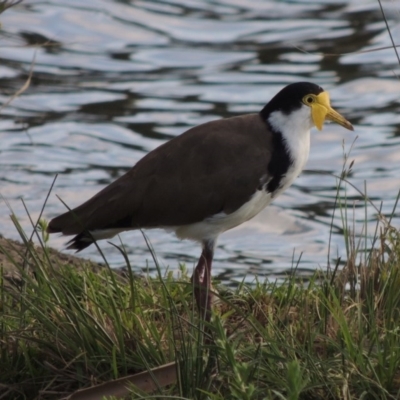 Vanellus miles (Masked Lapwing) at Gordon, ACT - 17 Nov 2015 by MichaelBedingfield