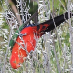 Alisterus scapularis (Australian King-Parrot) at Point Hut to Tharwa - 8 Nov 2015 by michaelb