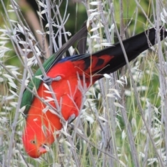 Alisterus scapularis (Australian King-Parrot) at Tharwa, ACT - 8 Nov 2015 by MichaelBedingfield