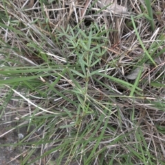 Glycine clandestina (Twining Glycine) at Majura, ACT - 27 Oct 2014 by SilkeSma