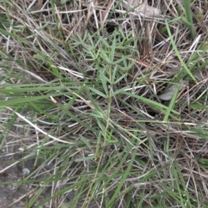 Glycine clandestina at Majura, ACT - 27 Oct 2014