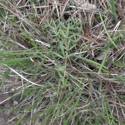 Glycine clandestina (Twining Glycine) at Majura, ACT - 27 Oct 2014 by SilkeSma