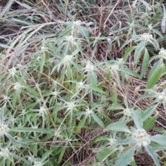 Euphorbia davidii (David's Spurge) at Isaacs Ridge and Nearby - 8 Mar 2016 by Mike