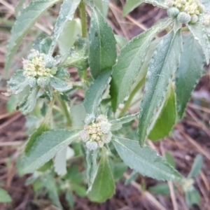 Euphorbia davidii at Jerrabomberra, ACT - 9 Mar 2016