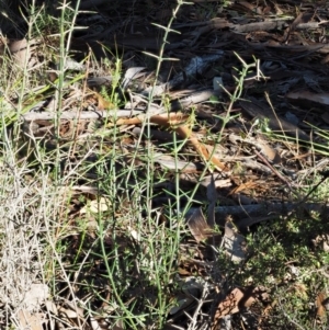 Discaria pubescens at Booth, ACT - 7 Mar 2016