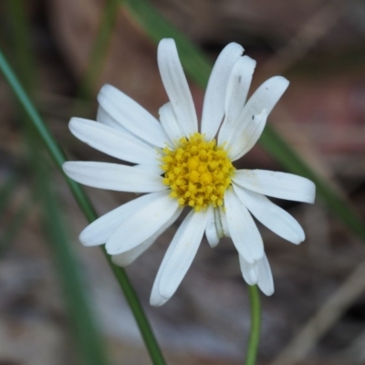Brachyscome graminea (Grass Daisy) at Rendezvous Creek, ACT - 7 Mar 2016 by KenT
