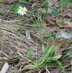 Brachyscome graminea at Rendezvous Creek, ACT - 7 Mar 2016