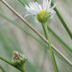 Brachyscome graminea at Rendezvous Creek, ACT - 7 Mar 2016