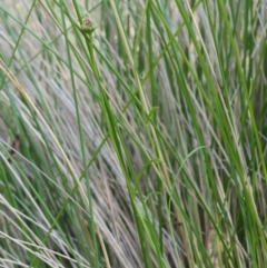 Brachyscome graminea at Rendezvous Creek, ACT - 7 Mar 2016