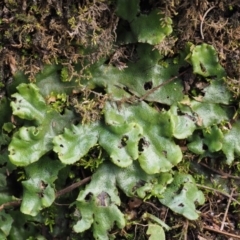 Marchantia berteroana (Liverwort) at Booth, ACT - 6 Mar 2016 by KenT