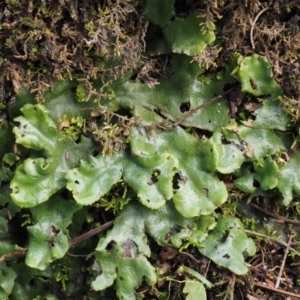 Marchantia berteroana at Booth, ACT - 7 Mar 2016 09:19 AM