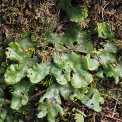 Marchantia berteroana (Liverwort) at Booth, ACT - 7 Mar 2016 by KenT