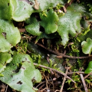 Marchantia berteroana at Booth, ACT - 7 Mar 2016 09:19 AM