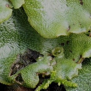 Marchantia berteroana at Booth, ACT - 7 Mar 2016 09:19 AM