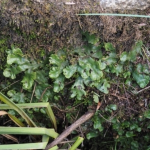 Marchantia berteroana at Booth, ACT - 7 Mar 2016 09:19 AM