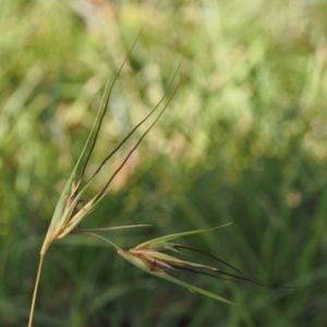 Themeda triandra at Booth, ACT - 7 Mar 2016