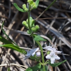 Mentha diemenica (Wild Mint, Slender Mint) at Rendezvous Creek, ACT - 7 Mar 2016 by KenT