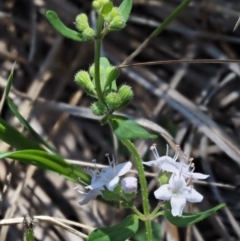 Mentha diemenica (Wild Mint, Slender Mint) at Namadgi National Park - 6 Mar 2016 by KenT