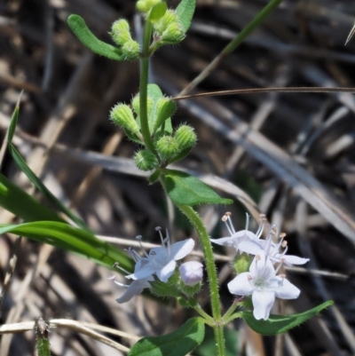 Mentha diemenica (Wild Mint, Slender Mint) at Rendezvous Creek, ACT - 7 Mar 2016 by KenT