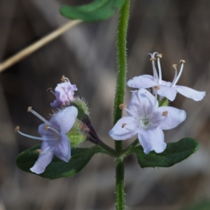 Mentha diemenica at Rendezvous Creek, ACT - 7 Mar 2016 10:05 AM