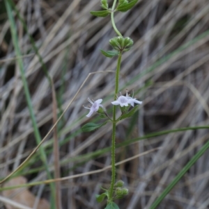 Mentha diemenica at Rendezvous Creek, ACT - 7 Mar 2016 10:05 AM