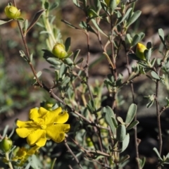 Hibbertia obtusifolia (Grey Guinea-flower) at Booth, ACT - 7 Mar 2016 by KenT