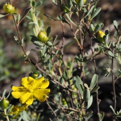 Hibbertia obtusifolia (Grey Guinea-flower) at Booth, ACT - 6 Mar 2016 by KenT