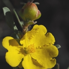 Hibbertia obtusifolia at Booth, ACT - 7 Mar 2016