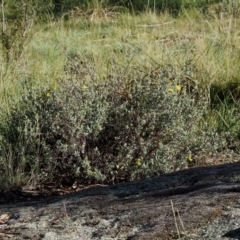 Hibbertia obtusifolia at Booth, ACT - 7 Mar 2016