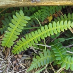 Blechnum penna-marina (Alpine Water Fern) at Rendezvous Creek, ACT - 7 Mar 2016 by KenT