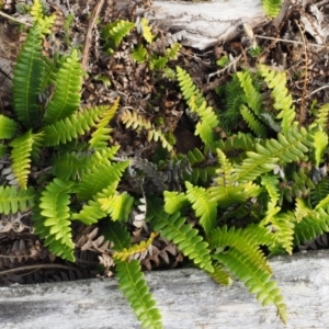 Blechnum penna-marina at Rendezvous Creek, ACT - 7 Mar 2016