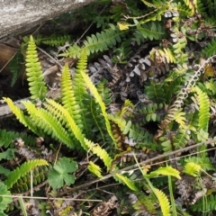 Blechnum penna-marina at Rendezvous Creek, ACT - 7 Mar 2016 12:03 PM