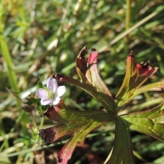 Geranium sp. Pleated sepals (D.E.Albrecht 4707) Vic. Herbarium (Naked Crane's-bill) at Greenway, ACT - 28 Dec 2015 by michaelb