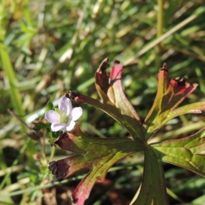 Geranium sp. Pleated sepals (D.E.Albrecht 4707) Vic. Herbarium (Naked Crane's-bill) at Greenway, ACT - 28 Dec 2015 by michaelb