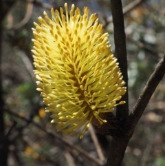 Banksia marginata (Silver Banksia) at Rendezvous Creek, ACT - 6 Mar 2016 by KenT