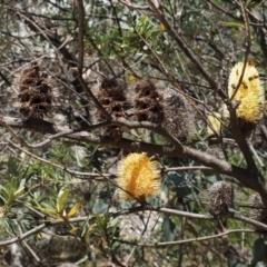 Banksia marginata at Rendezvous Creek, ACT - 7 Mar 2016