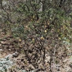 Banksia marginata at Rendezvous Creek, ACT - 7 Mar 2016
