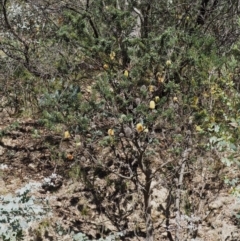 Banksia marginata at Rendezvous Creek, ACT - 7 Mar 2016 09:55 AM