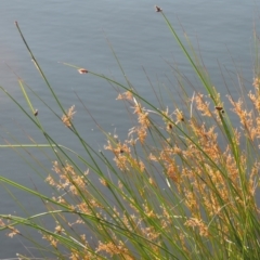 Schoenoplectus pungens (Common Three-Square) at Lake Tuggeranong - 28 Dec 2015 by michaelb