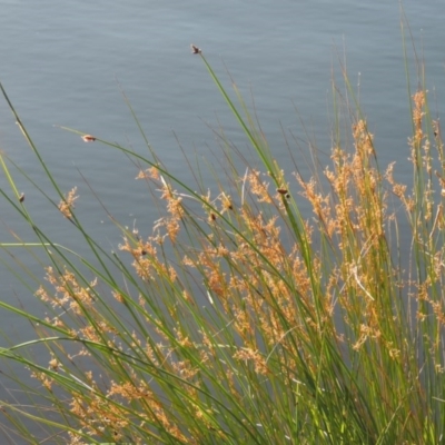 Juncus (genus) (A Rush) at Greenway, ACT - 28 Dec 2015 by MichaelBedingfield
