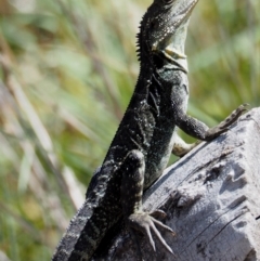 Intellagama lesueurii howittii (Gippsland Water Dragon) at Namadgi National Park - 7 Mar 2016 by KenT