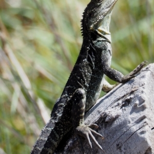 Intellagama lesueurii howittii at Rendezvous Creek, ACT - 7 Mar 2016