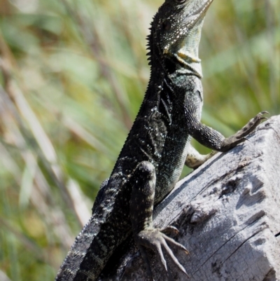 Intellagama lesueurii howittii (Gippsland Water Dragon) at Namadgi National Park - 7 Mar 2016 by KenT