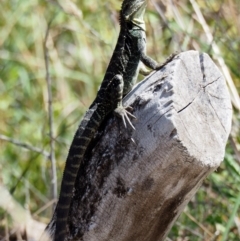 Intellagama lesueurii howittii at Rendezvous Creek, ACT - 7 Mar 2016 01:45 PM