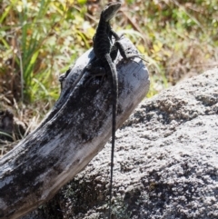 Intellagama lesueurii howittii at Rendezvous Creek, ACT - 7 Mar 2016