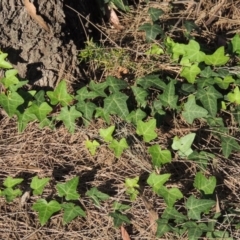 Hedera sp. (helix or hibernica) (Ivy) at Greenway, ACT - 28 Dec 2015 by michaelb