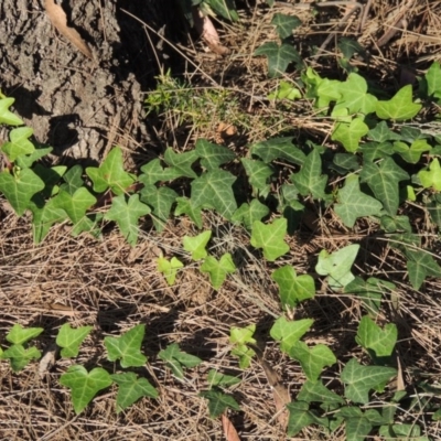 Hedera helix (Ivy) at Greenway, ACT - 28 Dec 2015 by michaelb