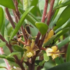 Persoonia subvelutina (Velvety Geebung) at Cotter River, ACT - 29 Feb 2016 by KenT